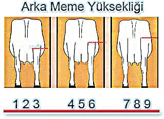 arka meme yüksekliği