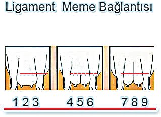 meme merkez bağı